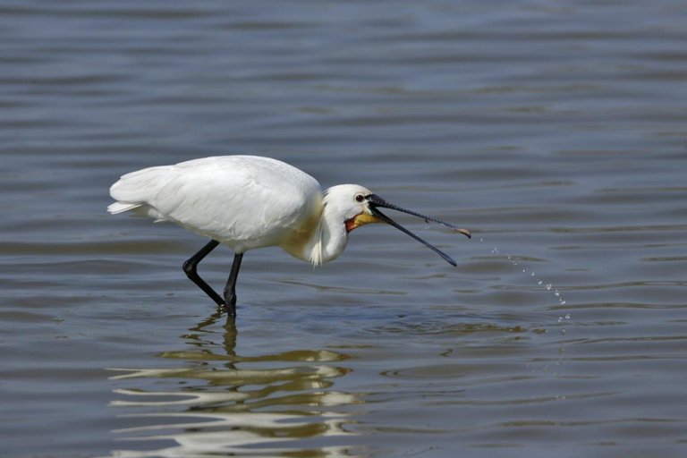 Delta del Po: il fragile equilibrio tra acqua dolce e salmastra